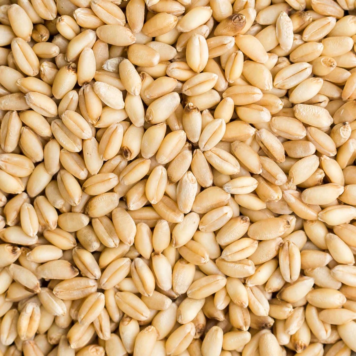 Hard red wheat berries