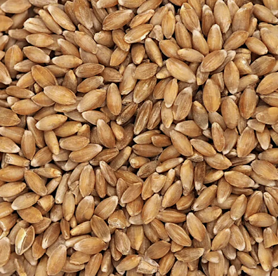 Mixed ancient wheat berries